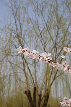 樱花树枝和柳树