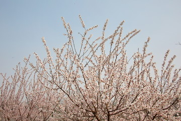 蓝天背景下的粉红樱花