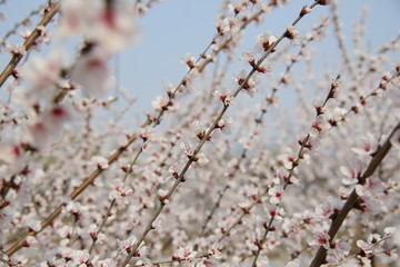 粉红的樱花花条