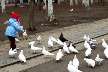 小孩喂鸽子