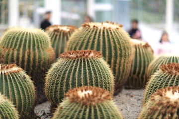 植物园仙人掌