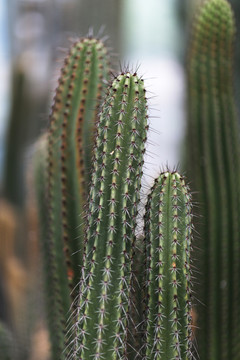 植物园仙人掌