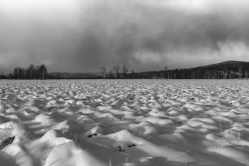 冬日湿地雪景