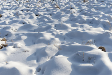 冬日湿地雪景