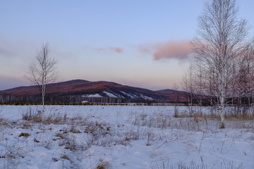 雪野白桦树