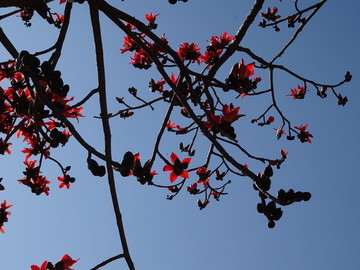 攀枝花 木棉花 花朵 花瓣