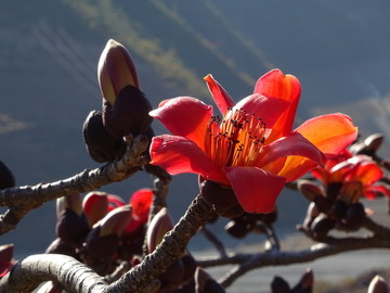 攀枝花 木棉花 花朵 花瓣