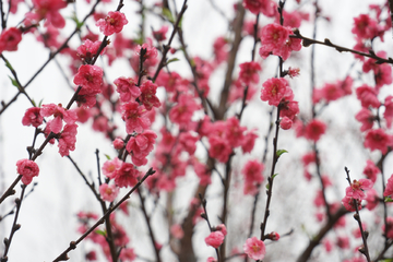 桃花 雨后桃花