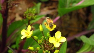 油菜花 蜜蜂采蜜