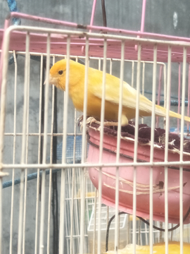 黄色笼鸟