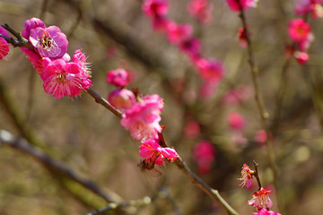 奉化梅花