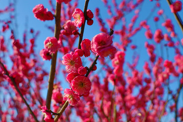 奉化梅花