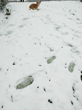 狗和雪景