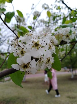 回头看 梨花已落千山 梨花开