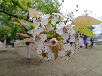 回头看 梨花已落千山 梨花开