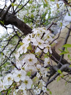 回头看 梨花已落千山 梨花开