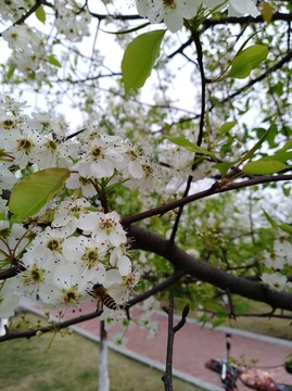 回头看 梨花已落千山 梨花开