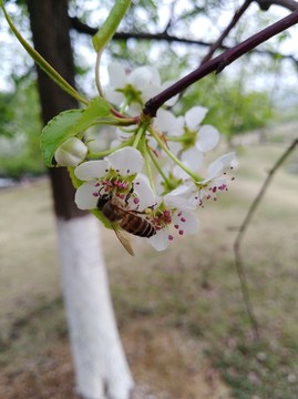 回头看 梨花已落千山 梨花开