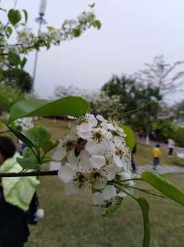 回头看 梨花已落千山 梨花开