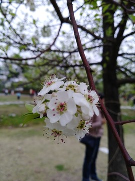 回头看 梨花已落千山 梨花开