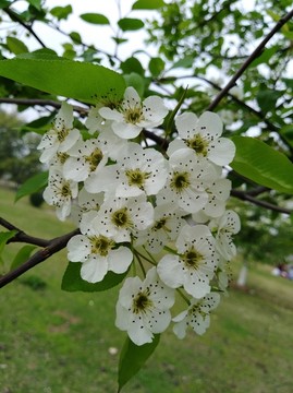 I 回头看 梨花已落千山 梨花