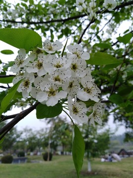 回头看 梨花已落千山 梨花开