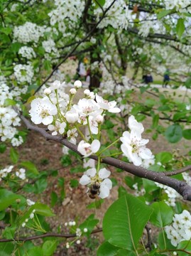 回头看 梨花已落千山 梨花开