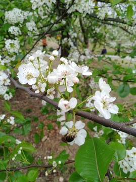 回头看 梨花已落千山 梨花开