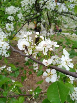 回头看 梨花已落千山 梨花开