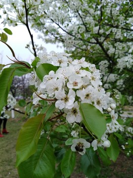 回头看 梨花已落千山