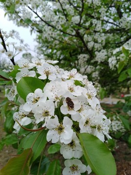 回头看 梨花已落千山