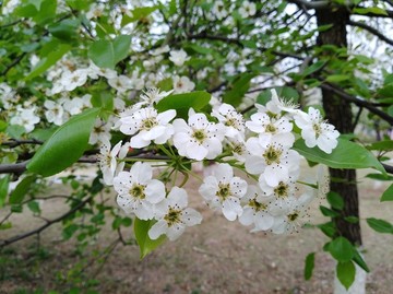 回头看 梨花已落千山