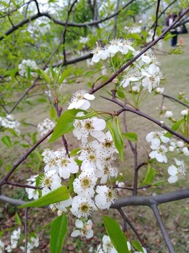 回头看 梨花已落千山