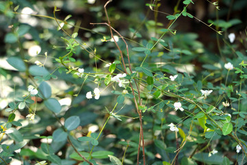 胡枝子植株