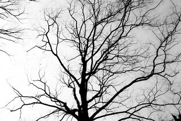 枯树 树枝 冬季 树木