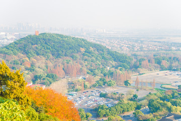 秋叶 佘山秋景 上海松江