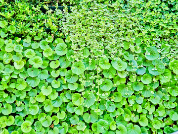 植物墙 绿植墙