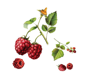 桑葚矢量插畫
