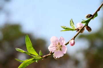 桃花