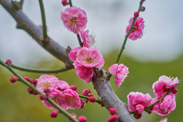 梅花枝 高清晰