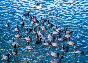 泸沽湖一群野鸭