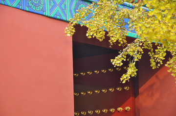 北京地坛公园的红墙银杏秋