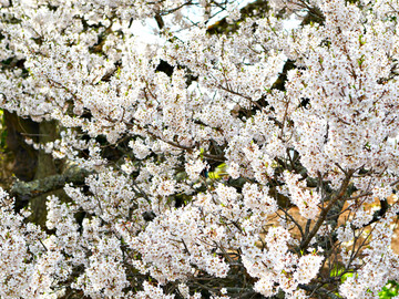 樱花树