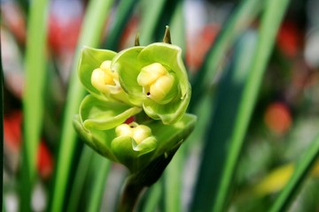 兰花 玉海棠