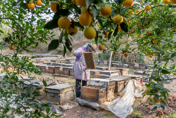 橘园养蜂场