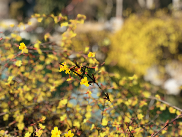 迎春花花卉