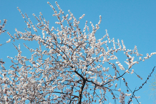 蓝天下的樱花树枝