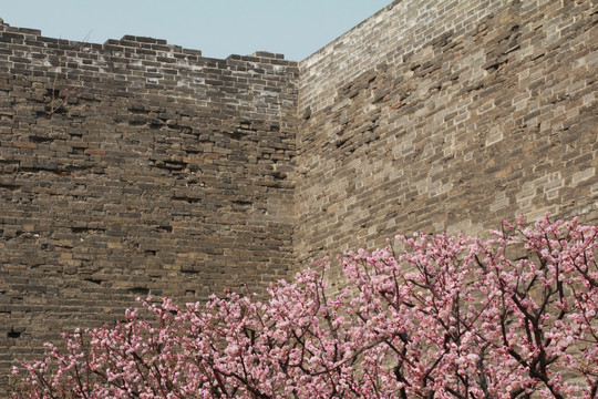 盛开樱花的明代古城墙