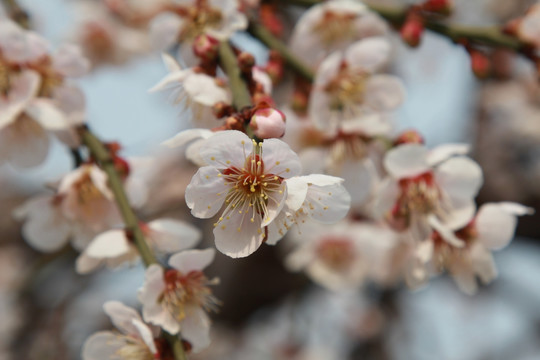 盛开的白色樱花花朵