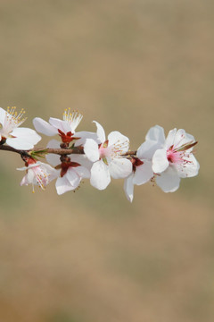 美丽的樱花花枝